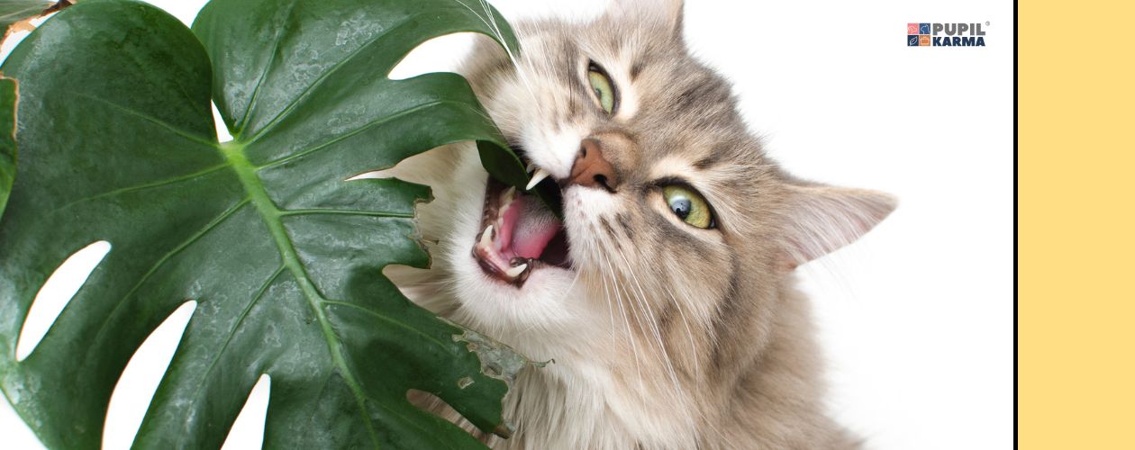 Przyczyny - zatrucie np. rośliną. Zdjęcie kota gryzącego duży liść. PO prawej żółty pasek i logo pupilkarma.